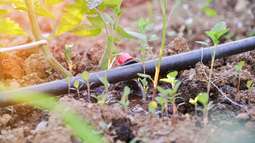 5 Reasons Why Drip Irrigation is the Future of Farming in Tanzania and Africa